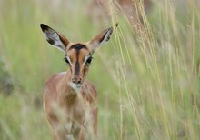 Impala Kalb Porträt