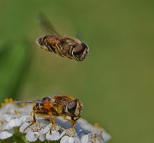 Der Überflieger