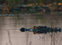 Nilkrokodil im Chobe River