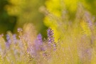 Wiesensalbei im abendlichen Frühsommerlicht