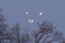 Reiher - Quartett am Winterhimmel