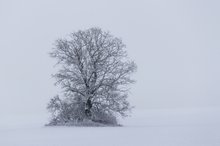 Allein auf weitem Feld