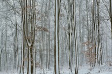 Abstrakt im Wald