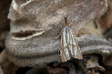 Thisanotia chrysonuchella