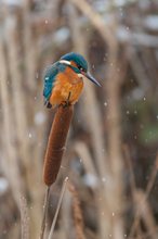 Eisvogel (Alcedo atthis)