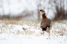 Nilgans (Alopochen aegyptiaca)