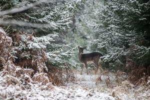 Damtier im Schnee