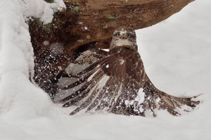 Mäusebussard....