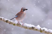 Eichelhäher im Schnee