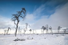 Hohes Venn im Winter