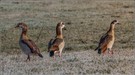 Nilgans auf Raureif