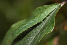 Zitronenfalter, die Raupe