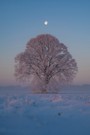 Winterliches Baumportrait