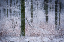 Frischer Schnee im Buchenwald