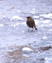 "Eisvogel"