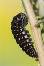 Schwalbenschwanz (Papilio machaon) Raupe der dunklen Variante