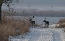 An der Badestelle