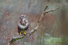 Jetzt hat endlich der Bussard