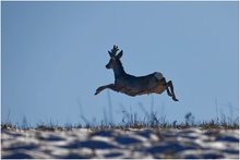 Rehbock (Capreolus capreolus)