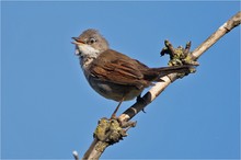 „Ein Sommervogel“