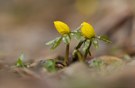 Zaghaft dem Frühling entgegen