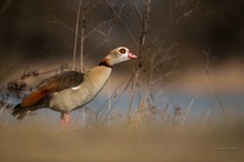 Nilgans