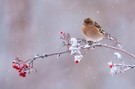 Buchfink im Schnee