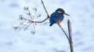 Eisvogel im Schnee