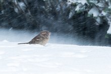 Verzweifelte Futtersuche im Schneesturm