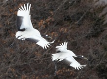 Anflug im Schneegestöber