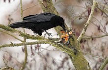 Tod eines Eisvogels