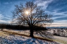 Die alte Eiche nahe Heuwinklkapelle