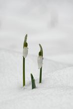 Schneeglöckchen