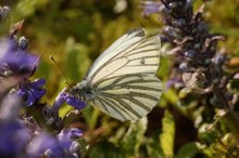 Pieris napi