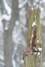 Waldkauz im Schneegestöber