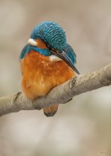 Eisvogel am kalten morgen