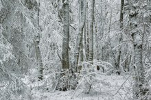 Verwunschener Winterwald