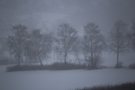 Birkenreihe im Schneetreiben