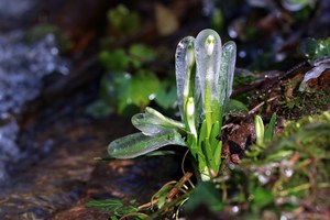 Eisblumen