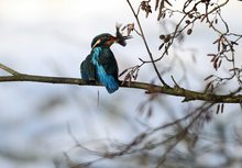 Eisvogel bei der Arbeit