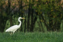 Ein Silberreiher