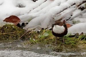 Wasseramsel......