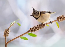 Haubenmeise nochmal...auf dem Sprung!