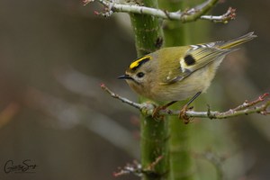 Mein erstes Windergoldhähnchen