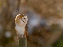 Eule im Streiflicht