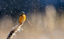 Eisvogel im Schnee