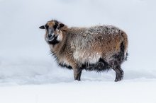 Kamerunschaf mit dicker Wolle