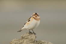 Schneeammer an der Nordseeküste