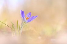 Wilder Krokus (Crocus vernus)