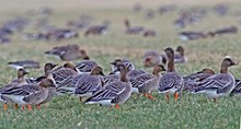 Sie sind die kleinsten der "grauen" Gänse, die uns als Gäste aus Ost und Nord besuchen. Bisweilenilen